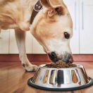 pets-dog-food-750x450